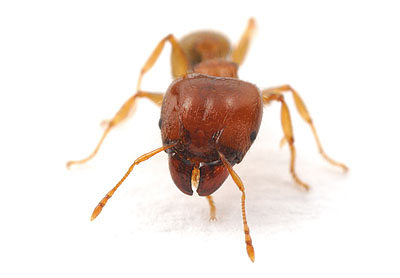 Pheidole megacephala